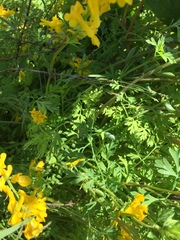 Corydalis crystallina