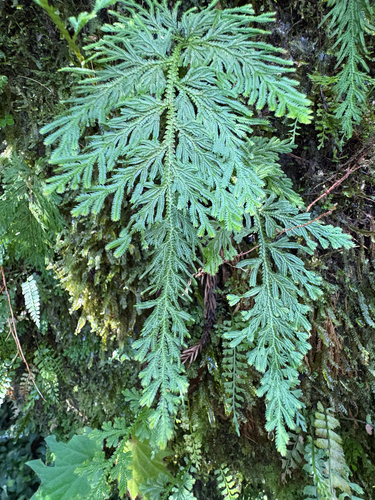Selaginella involvens, photograph 2