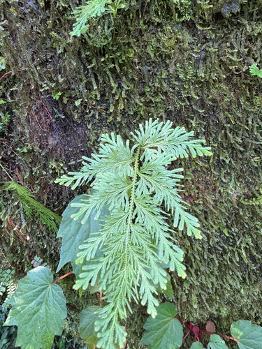 Selaginella involvens