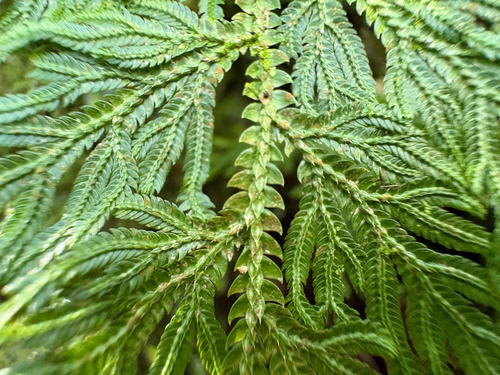 Selaginella involvens, photograph 3