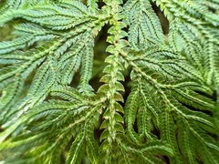 Selaginella involvens, photograph (c) 黃美滿, some rights reserved (CC BY)