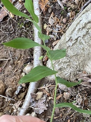 Polygonatum biflorum biflorum