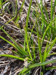 Carex tonsa tonsa