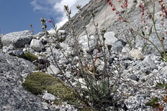 Artemisia umbelliformis