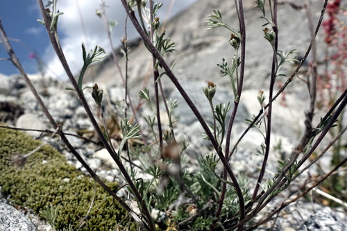 Artemisia umbelliformis, photograph 1