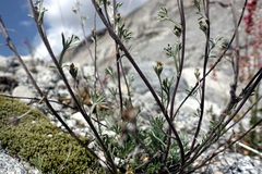 Artemisia umbelliformis, photograph (c) Wolfgang Jauch, some rights reserved (CC BY)