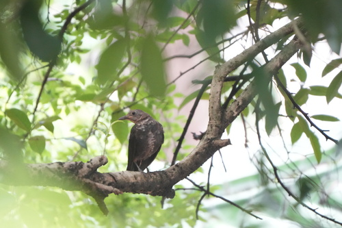 Chinese Blackbird