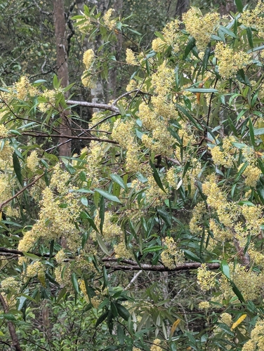 Pomaderris argyrophylla observed 2026-08-16