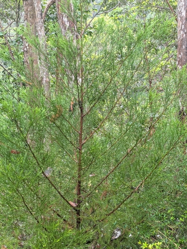Callitris macleayana observed 2026-08-16