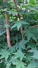 Acer pictum, photograph (c) Lena Perova, some rights reserved (CC BY)