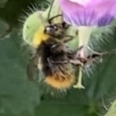 Bombus pratorum