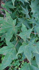 Acer pictum, photograph (c) Lena Perova, some rights reserved (CC BY)