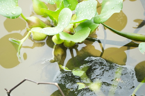 common water hyacinth