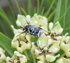 Trichiotinus texanus