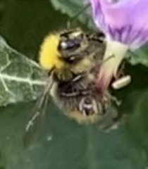 Bombus pratorum