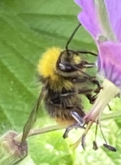 Bombus pratorum