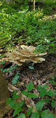 Bondarzewia berkeleyi