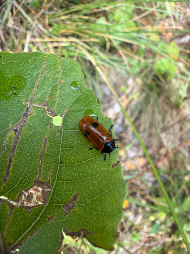 Four Spotted Leaf Beetle