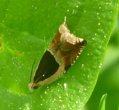 Ancylis badiana