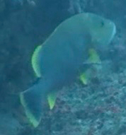 Lutjanus rivulatus observed 2026-08-15