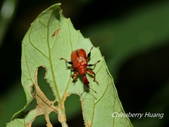 Paratrachelophorus nodicornis