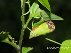 Paratrachelophorus nodicornis