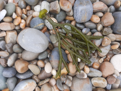 Codium tomentosum observed 2026-08-16