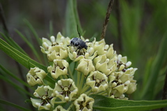 Trichiotinus texanus