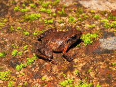 Craugastor pygmaeus