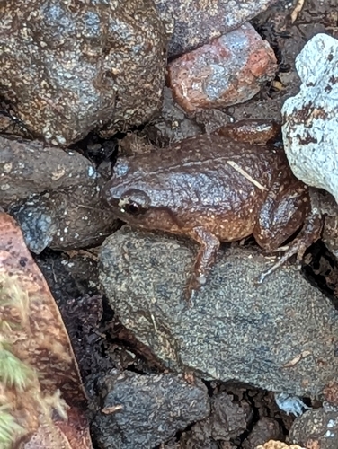 Austrochaperina observed 2026-08-16