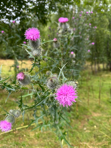 Bull Thistle