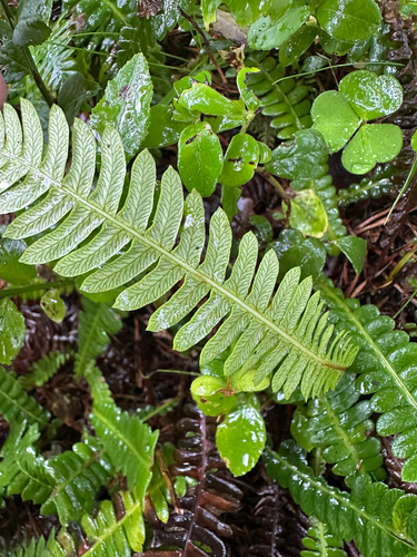 deer fern