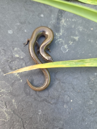 Eastern Three-toed Earless Skink