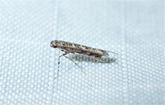 Neurobathra strigifinitella