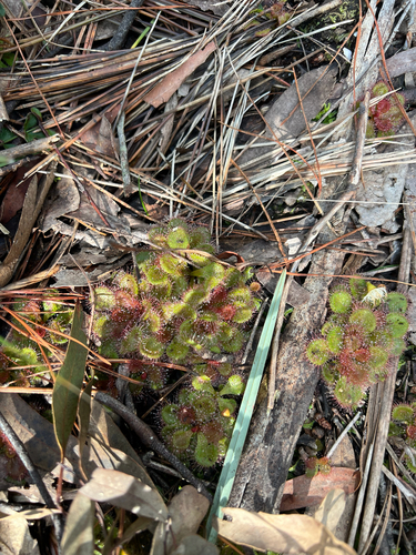 scented sundew