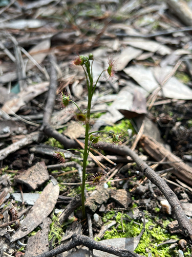 Tall sundew