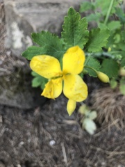 Chelidonium majus
