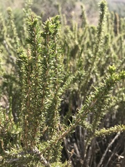 Tetradymia