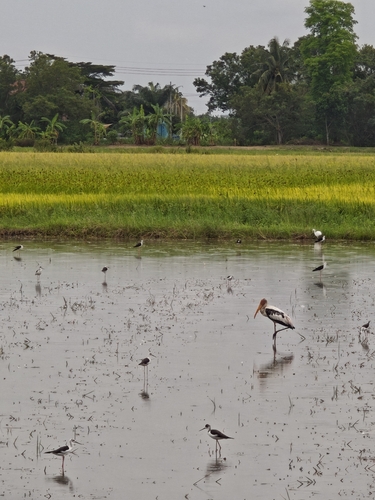 Painted Stork