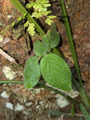 Boea hygroscopica, 2026-08-16