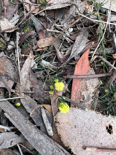 Thin-leaf Wattle