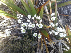 Gentianella montana montana