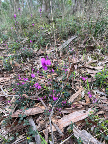 Pink-bells