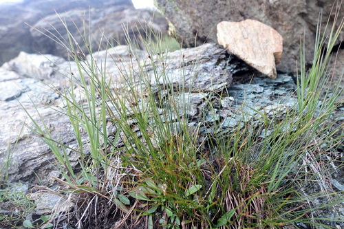 Oreojuncus trifidus, photograph 6