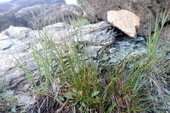 Oreojuncus trifidus, photograph (c) Wolfgang Jauch, some rights reserved (CC BY)