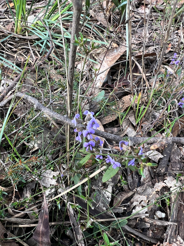 common hovea