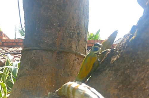 Ceiba Borer