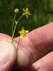 Ranunculus laxicaulis