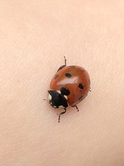 Coccinella septempunctata