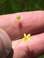 Ranunculus laxicaulis